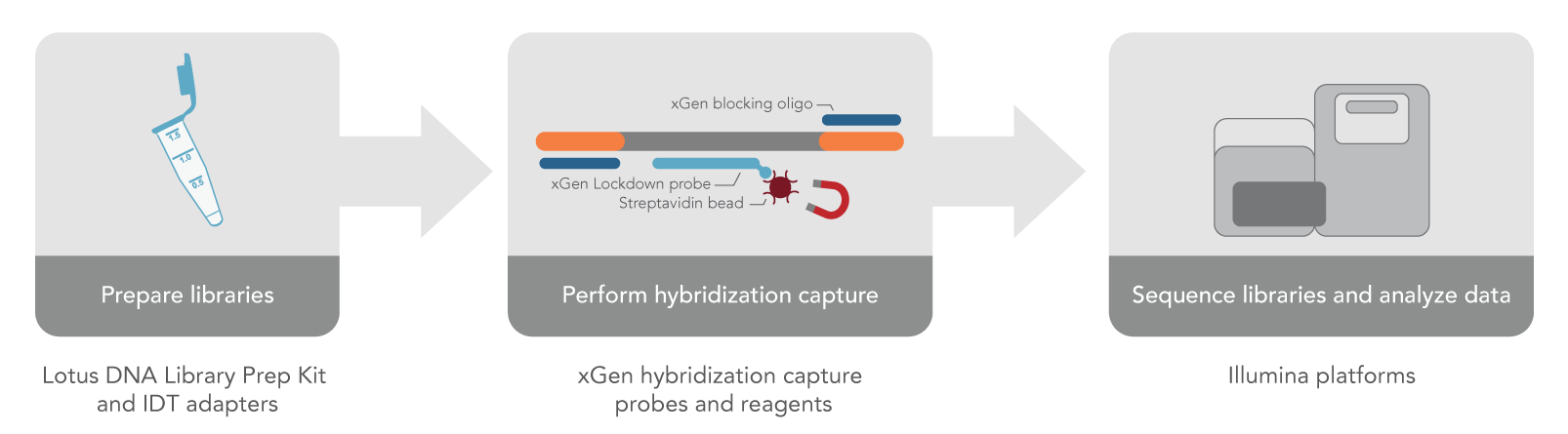 Lotus-xGen hybridization capture workflow