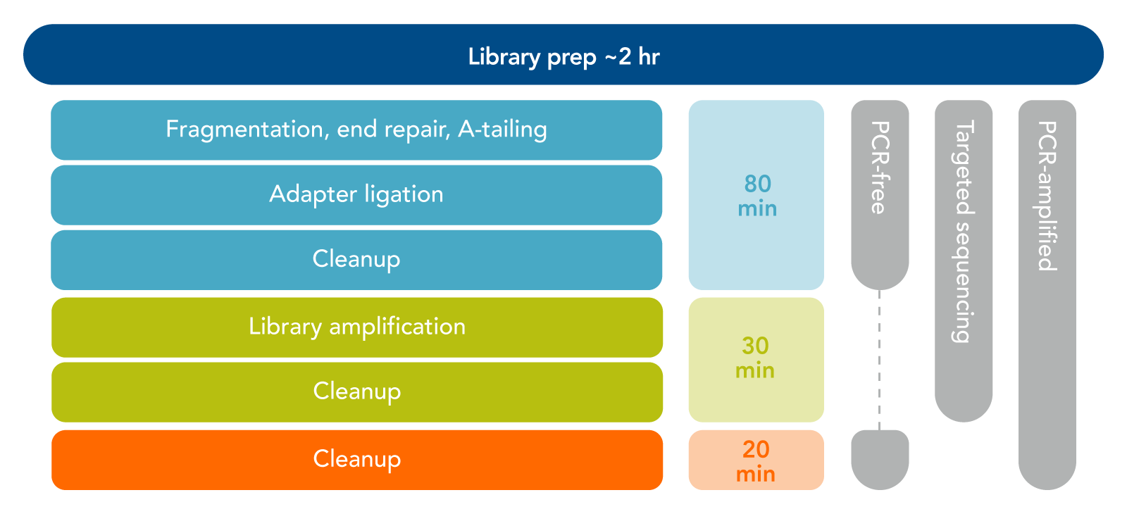 Lotus library prep: time & main steps