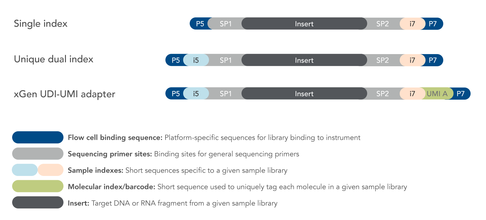 Options for sequencing adapters with molecular barcodes