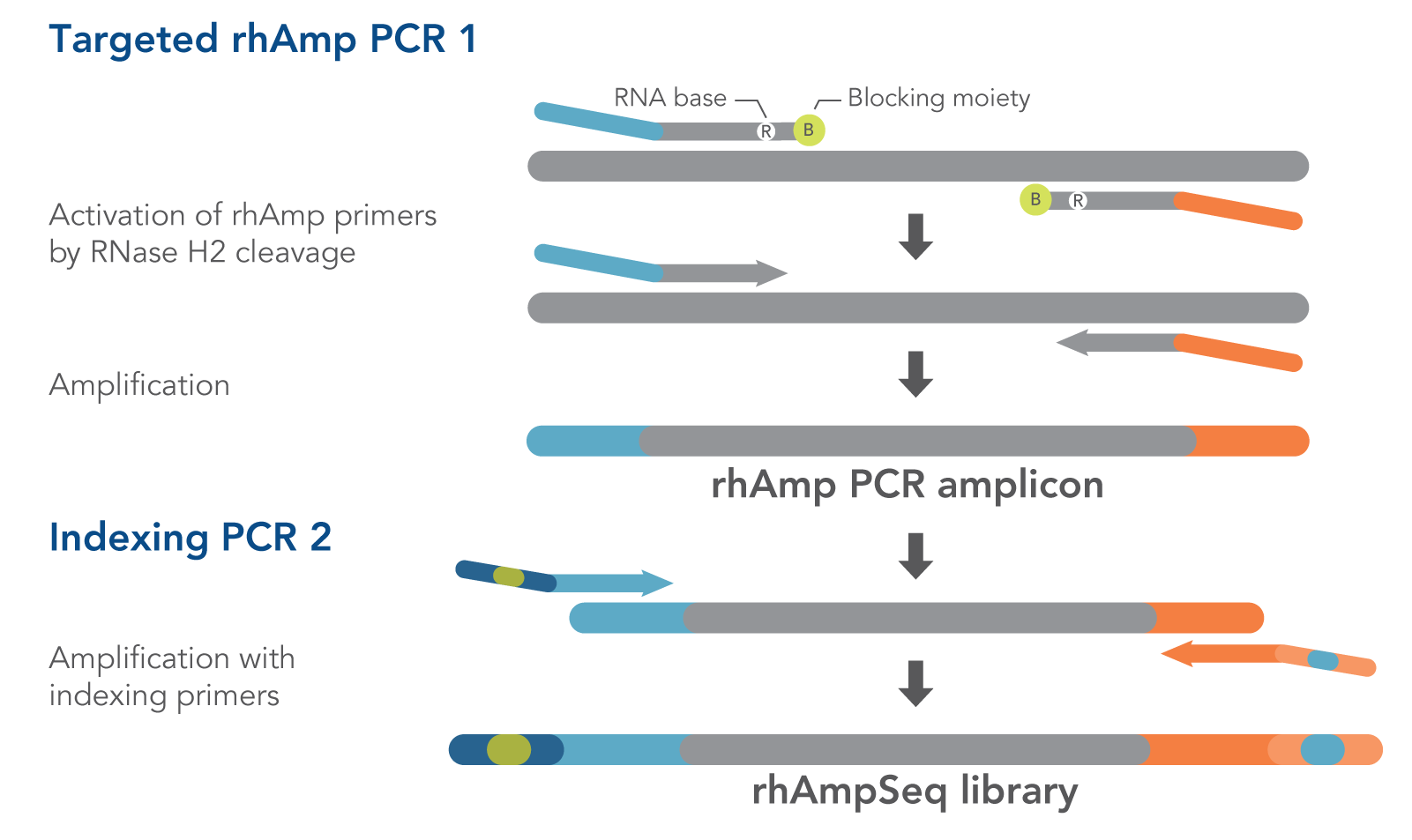 How rhAmpSeq PCRs work