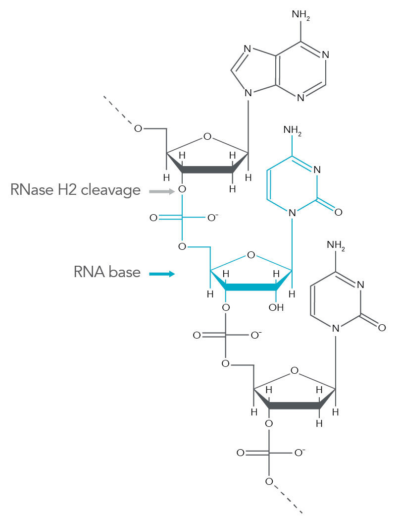 rnase-h2-rna-base-cleavage-structure