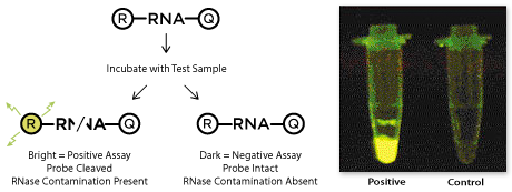 Examination of RNase-free sample versus RNase-positive control.