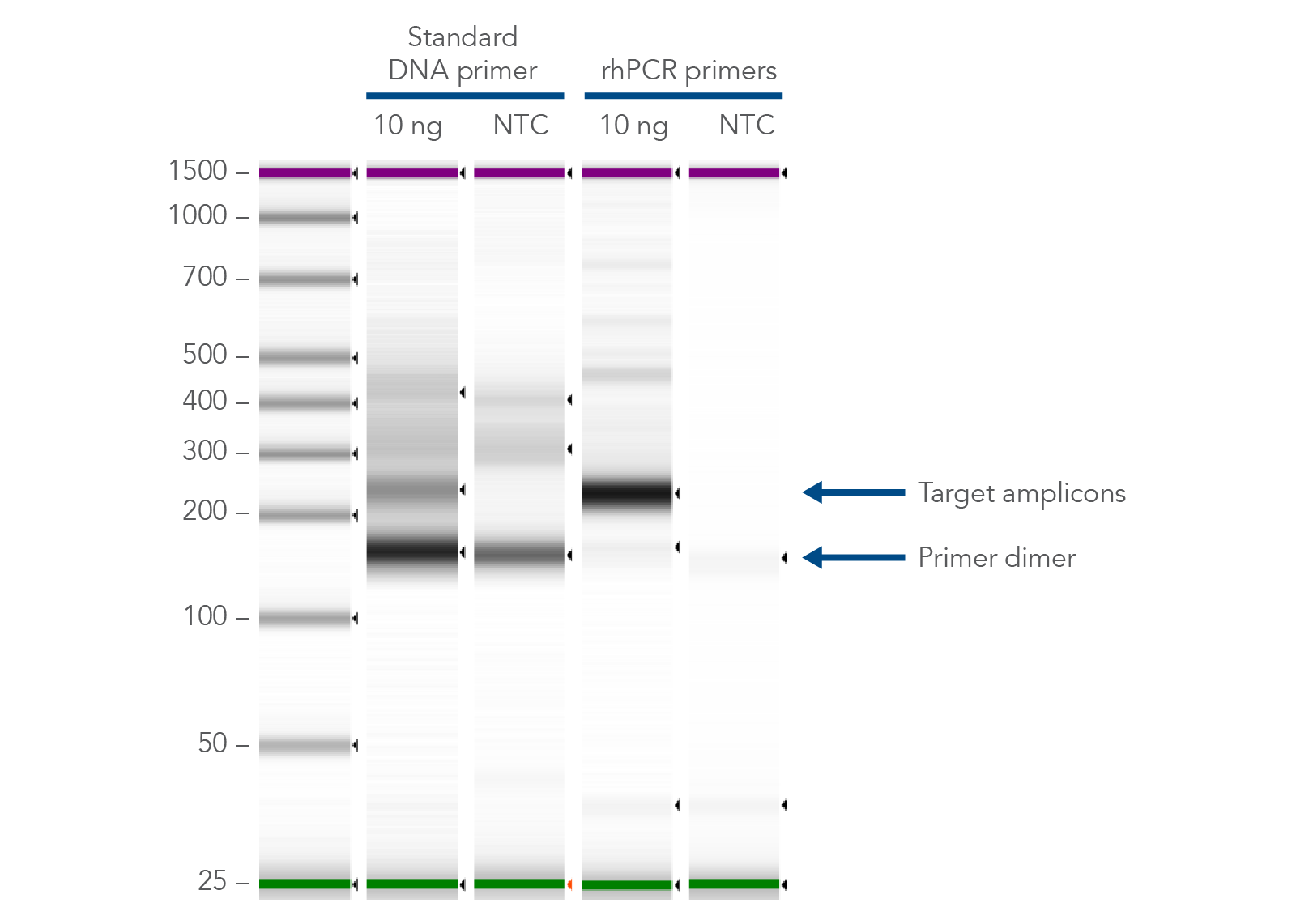 Gel image: minimize primer dimers with rhAmp PCR