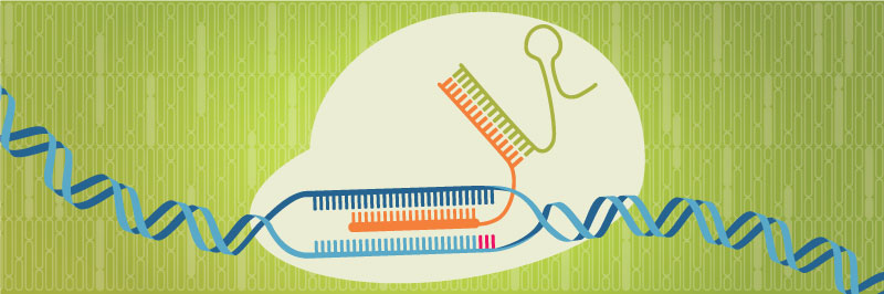 Alt-R CRISPR Cas9 enzymes