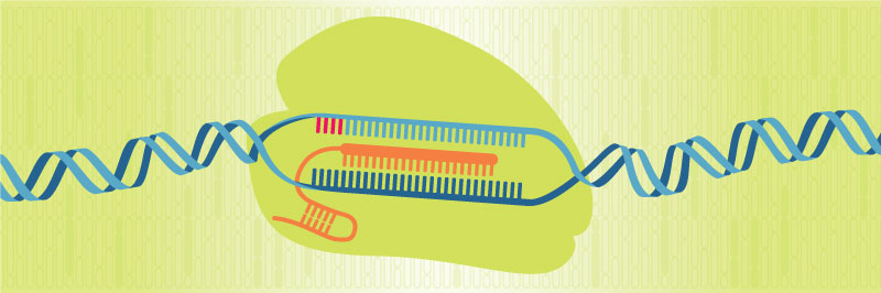 Alt-R CRISPR-Cas12a (Cpf1) genome editing